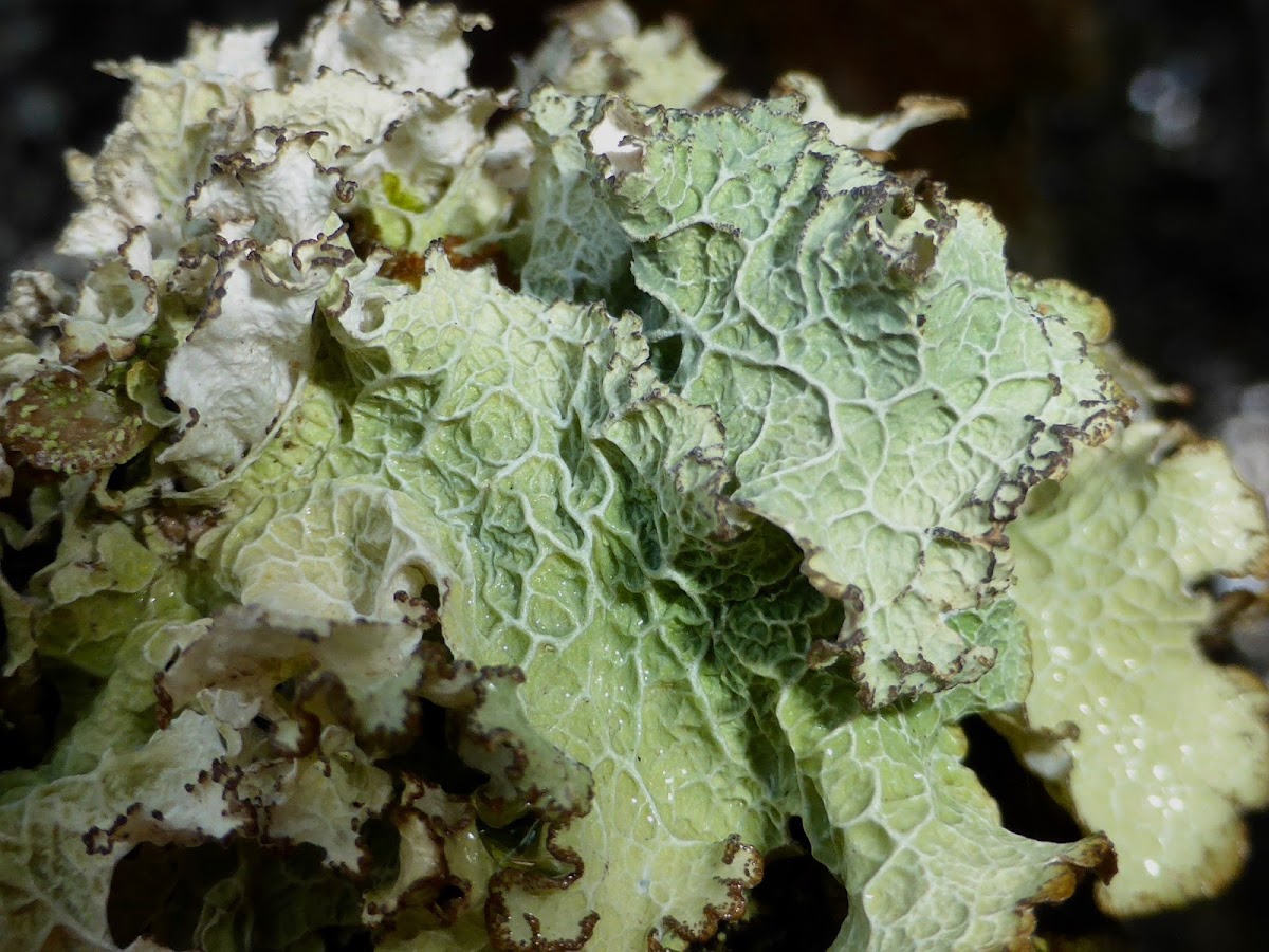 Ragged Lichen