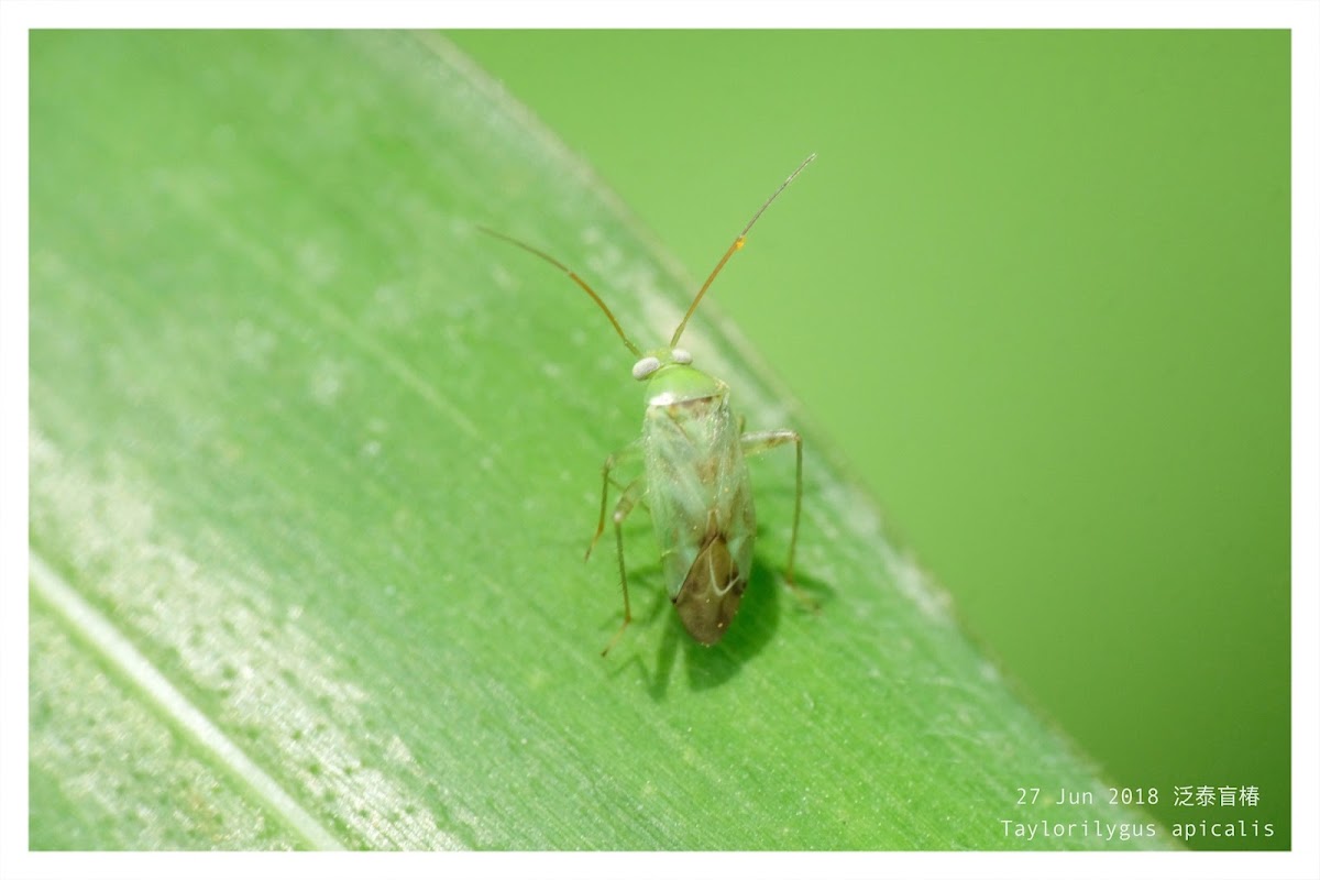 Taylorilygus apicalis 泛泰盲椿