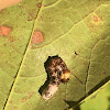 Funerary Dagger Moth caterpillar/Paddle caterpillar