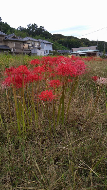 の投稿画像6枚目