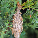 Evergreen Bagworm Moth