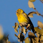 European Serin; Verdecillo