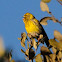 European Serin; Verdecillo