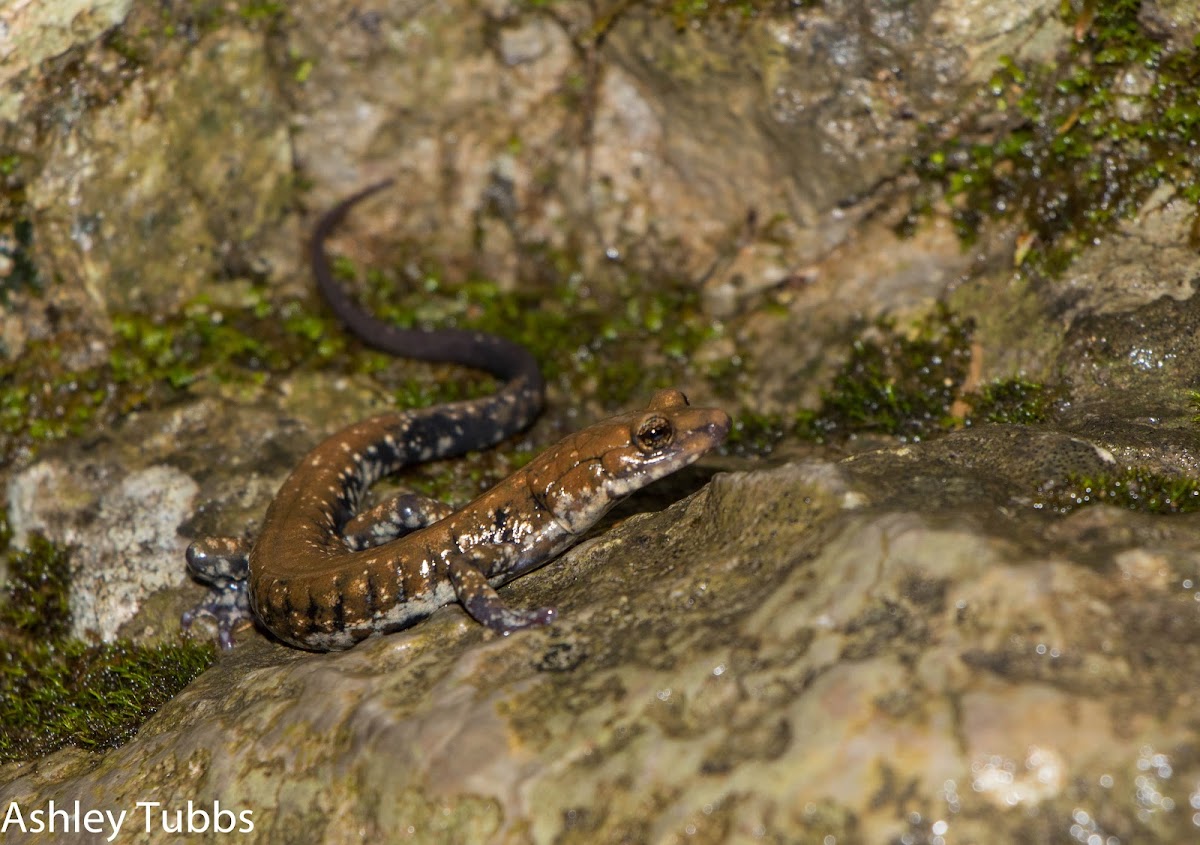 Pigeon Mountain Salamander