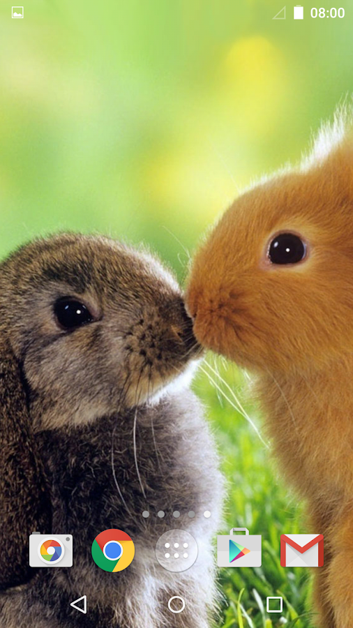  Cute  Animals  Live  Wallpaper  Android Apps on Google Play