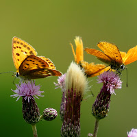 Tris di farfalle di 