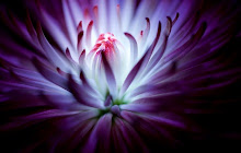 Purple flower 4K small promo image