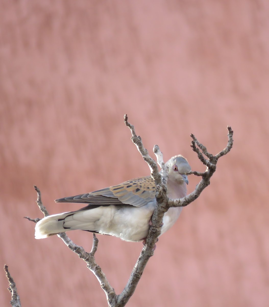 European Turtle Dove