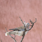 European Turtle Dove