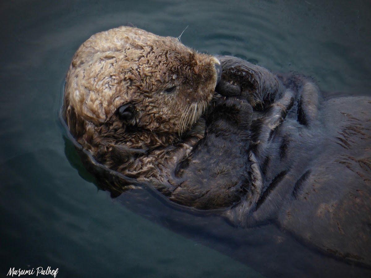 Sea Otter