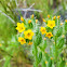 Tarweed Fiddleneck