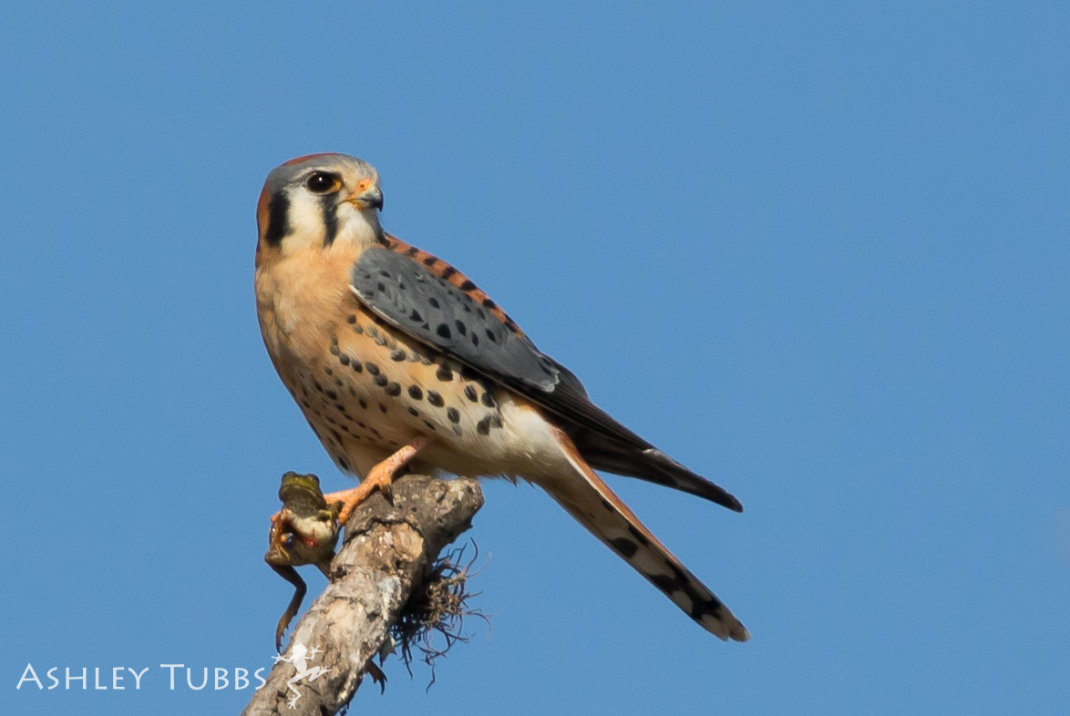 American Kestrel