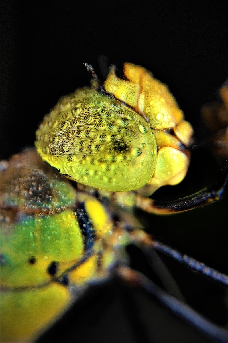 Pale-spotted Emperor