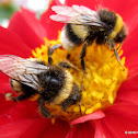 Buff-tailed bumblebees