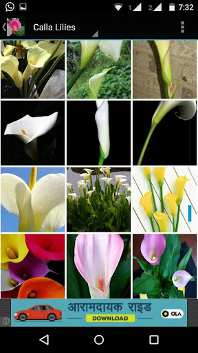 免費下載個人化APP|Calla Lilly Wallpapers HD app開箱文|APP開箱王