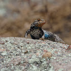 Prairie Lizard