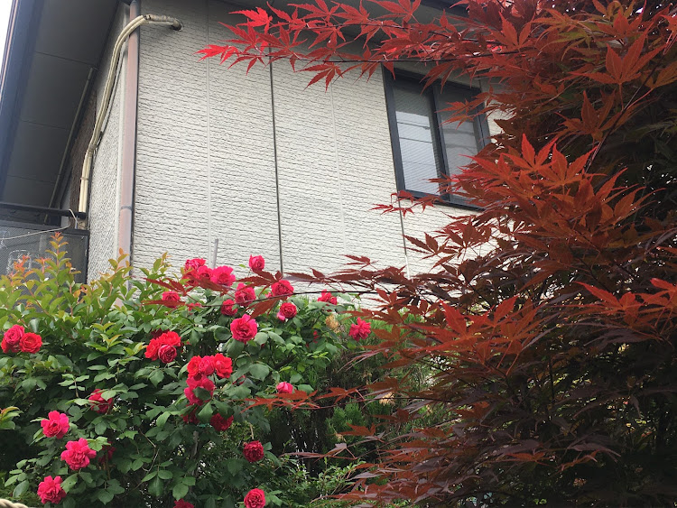 コペンの初夏の花便り祭り!第四弾!愛車弄りと庭弄り楽しみました！・幸せは自分自身で見出す物で他人から与えられる物では有りません！最高だね！・貧乏しても心❤️の貧乏人には成りたく無いですね！最高だね！・妬み!僻み!は持たず!心❤️豊かに過ごしましょう!最高だね！・人は人です!自分の納得出来る生き方をしましょう!最高だね！に関するカスタム事例の投稿画像62枚目
