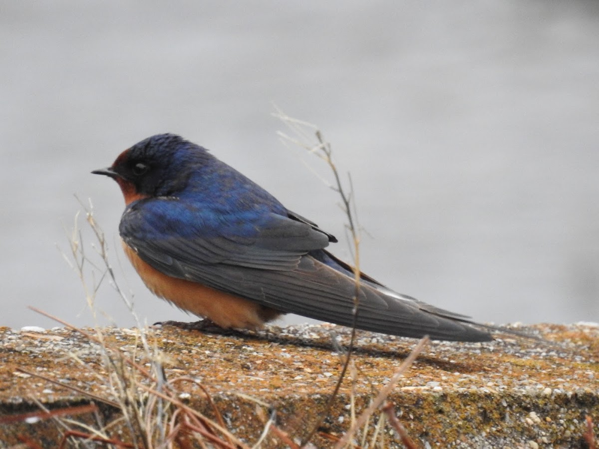 Barn Swallow