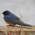 Barn Swallow