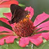 Brown Longtail Butterfly