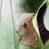 Weaver ants