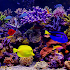 Amazing Aquariums In HD2.2 (Patched)