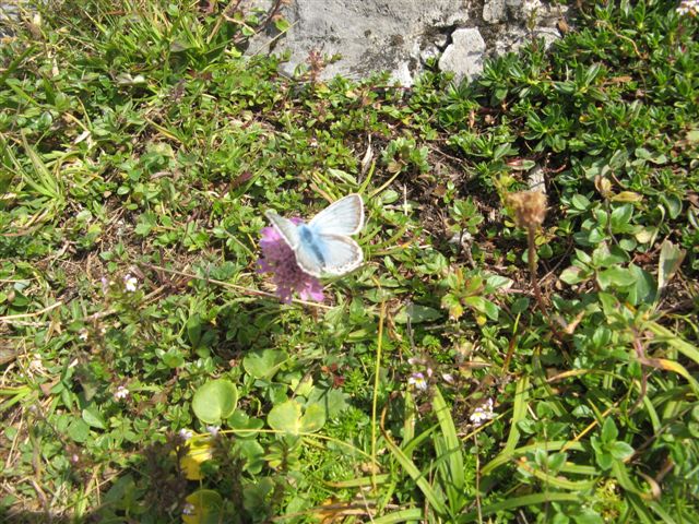 BLUE BUTTERFLY di MAIA