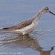 Greenshank