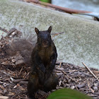 Black squirrel