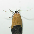 Sweetclover Root Borer Moth