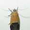 Sweetclover Root Borer Moth