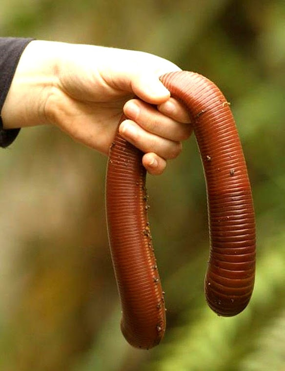 A minhoca gigante de Gippsland