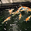 Koi fish