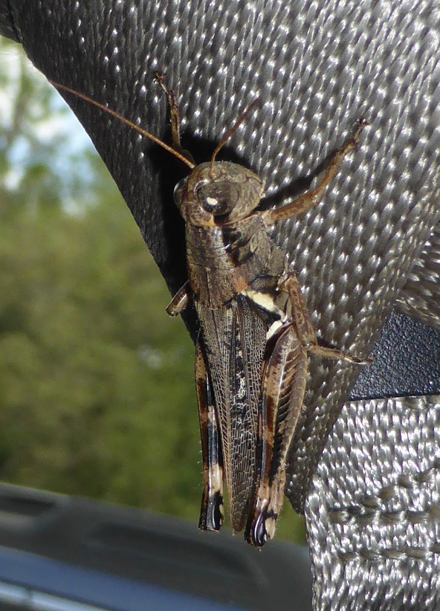 Keeler's Spur-throat Grasshopper