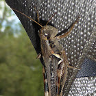 Keeler's Spur-throat Grasshopper