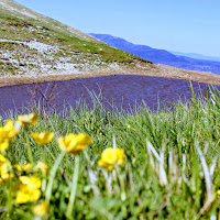 Un po' di viola tra i monti  di 