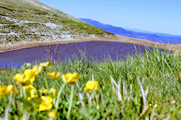 Un po' di viola tra i monti  di Bacco82