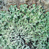 Flute Lichen