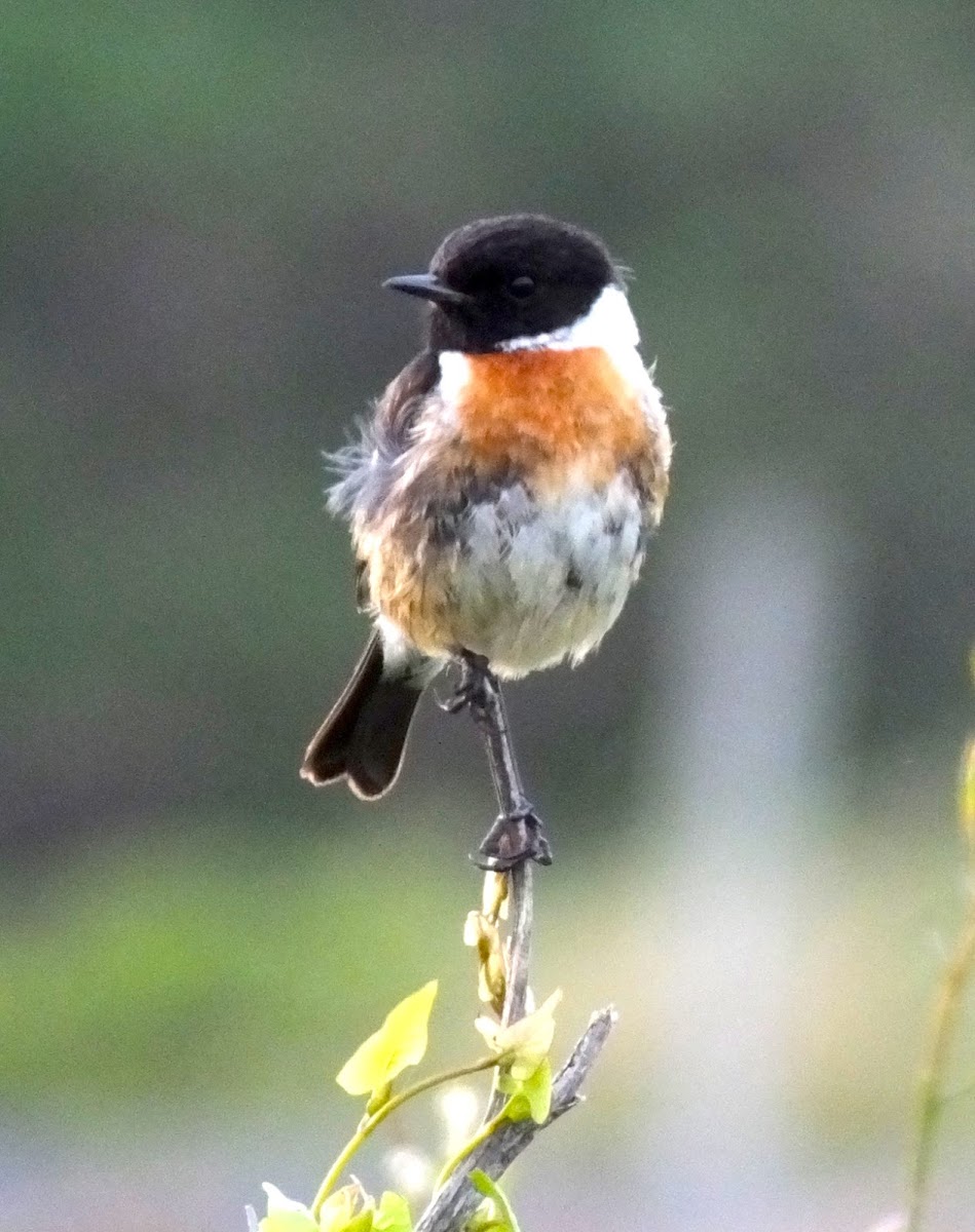 European Stonechat (male)