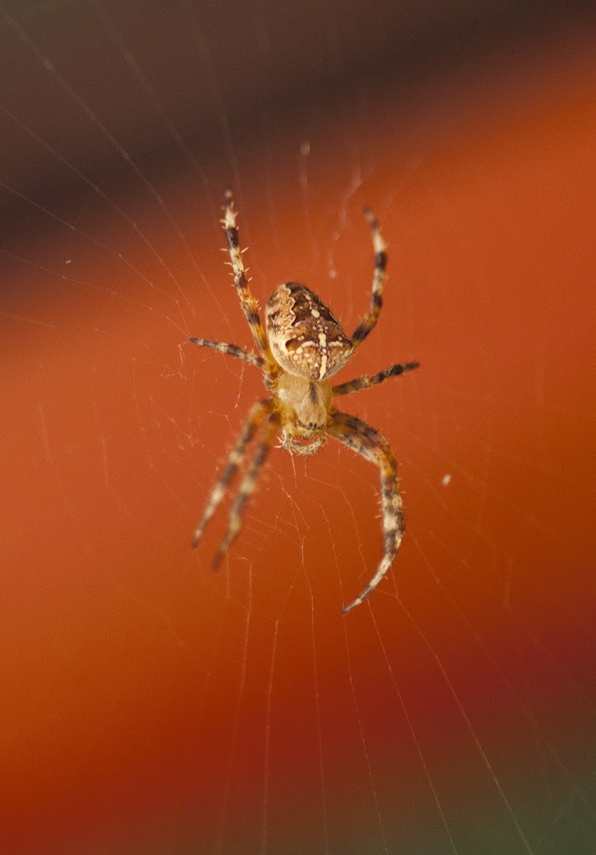 Diadem garden spider