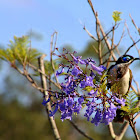 Blue-faced Honeyeater