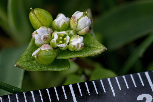 Cochlearia danica