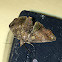 Large Paectes Moth