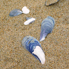 Common Blue Mussel