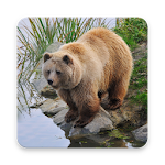 Cover Image of Download Bear Wallpaper HD 1.0 APK