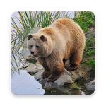 Cover Image of Скачать Bear Wallpaper HD 1.0 APK