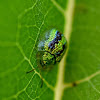 Cassida circumdata Herbst, 1799