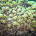 White Encrusting Zoanthid