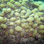 White Encrusting Zoanthid