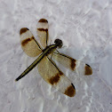 Pied Paddy Skimmer - Female